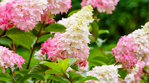 The benefits of hydrangeas