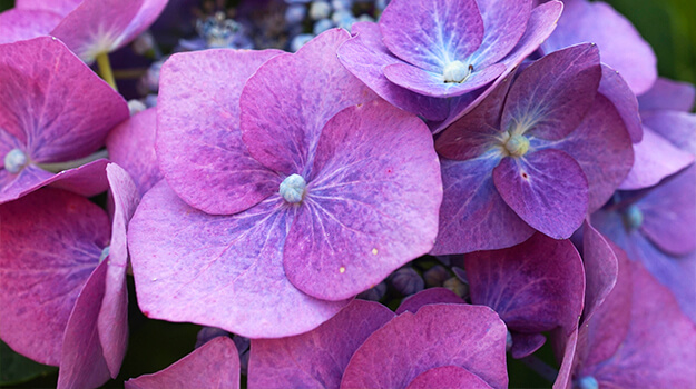 What are the different types of hydrangeas