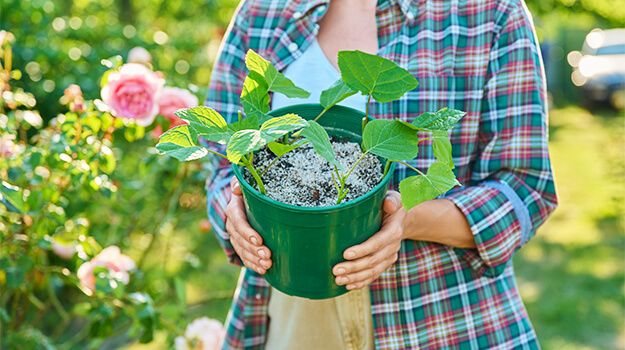 How to plant and care for hydrangeas?