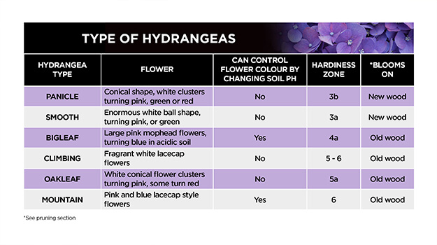 What are the different types of hydrangeas