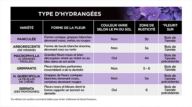 Quels sont les différents types d'hydrangées