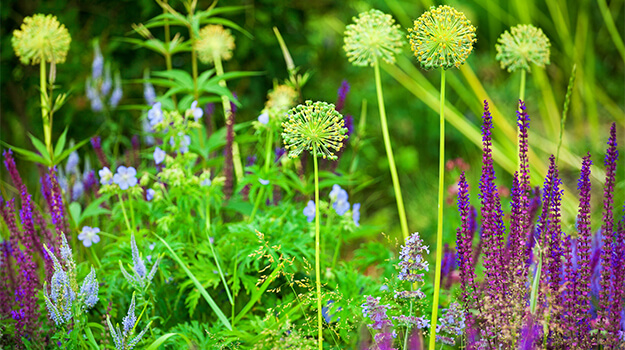 Beautiful drought-tolerant garden with plants to counter climate change: decorative garlic, sage, speedwell.