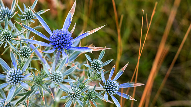 Creating a heat and drought resistant garden with exceptional plant varieties that survive in harsh conditions.