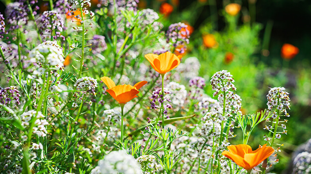 What drought tolerant plants need for a garden that stays beautiful all summer despite hot temperatures and lack of water.