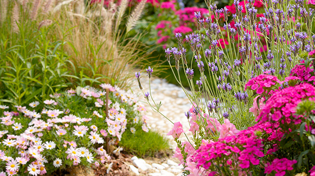 Comment économiser l'eau au jardin en choisissant des plantes résistantes à la sécheresse qui nécessitent peu d'arrosage.