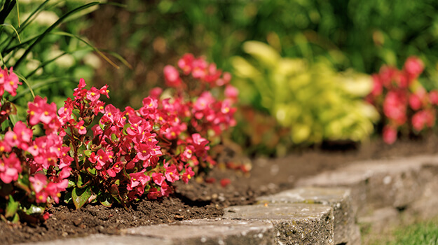 When to add fertilizer and how to fertilize flower beds during the season.