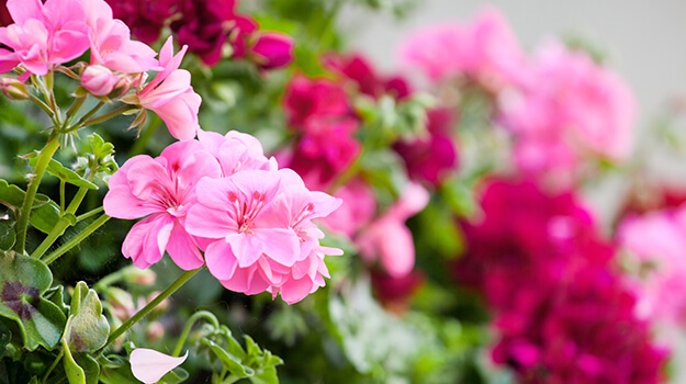 Gros plan de pélargoniums ou géranium annuel dans un parterre de fleur ou cultivés en jardinière.