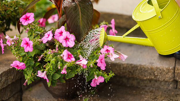  When and how to fertilize container-grown vegetables and flowers.