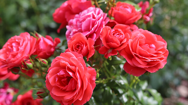 How to fertilize rose bushes, what fertilizer to use for rose bushes and how to maintain rose bushes to have abundant flowering?