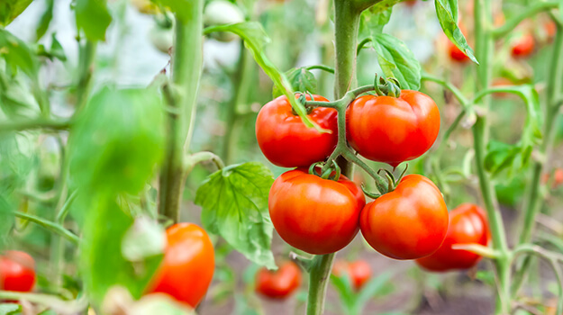 Quand et comment fertiliser le potager pour avoir une belle récolte et quel engrais utiliser pour faire pousser des légumes?