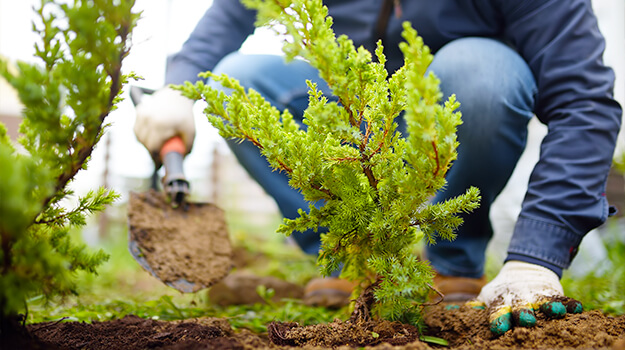 pmx-planter-un-arbre-02