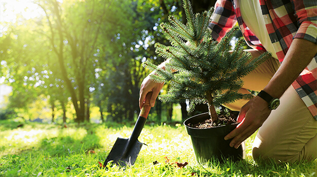 pmx-planter-un-arbre-03