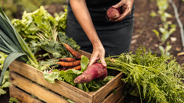 When and how to harvest vegetables in the vegetable garden, the best tips for knowing when to pick vegetables.