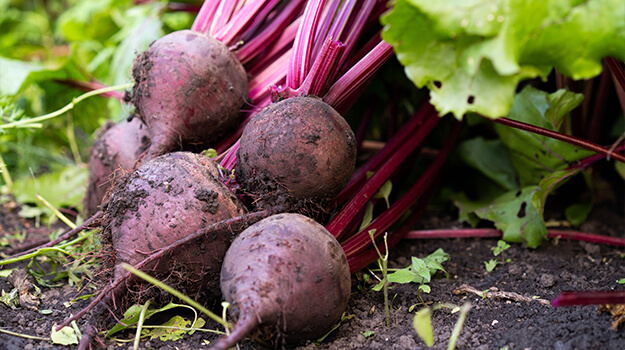 When to harvest beets, how to know when to harvest garlic, when and how to harvest eggplant, how to harvest broccoli to have two harvests.