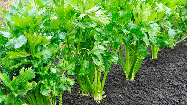 How to harvest carrots, when celery is ready to harvest, how to harvest Brussels sprouts and when cauliflower is ready to harvest.