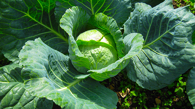 When to harvest cabbage, where to pick pumpkins, when to pick cucumbers, how to know when squash are ready to eat.