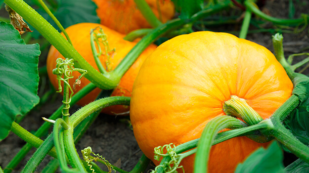 Cueillette de citrouilles avec les enfants, quand, comment et à quel endroit.