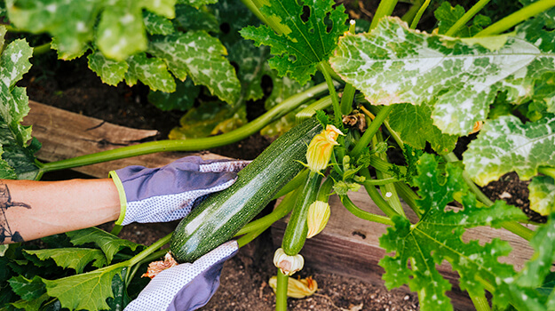 When and how to harvest zucchini zucchini, how to harvest spinach all summer, how to harvest beans all season.