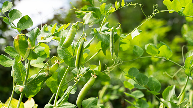 How to harvest beans to have a bountiful harvest. How to harvest kale and kale so it grows back and the kale produces all summer long.