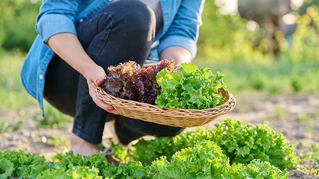 When and how to harvest lettuce, why lettuce tastes bitter, what corn is best.