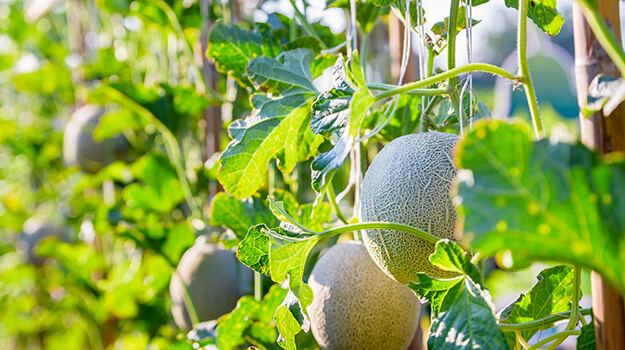 Comment savoir si un melon sera sucré, comment savoir quand le cantaloup est prêt à manger, peut-on cultiver le melon d’eau dans les pays nordiques.