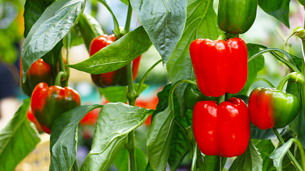 Do green peppers turn red? Red peppers and green peppers come from the same plants, green peppers turn red, yellow or orange when ripe.