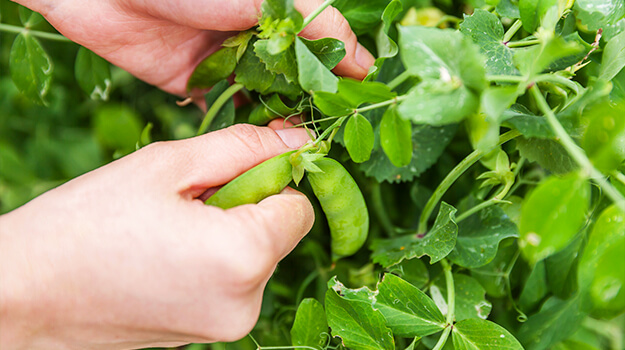 When should peas and snow peas be harvested? How to store onions? How to grow and harvest hot peppers?