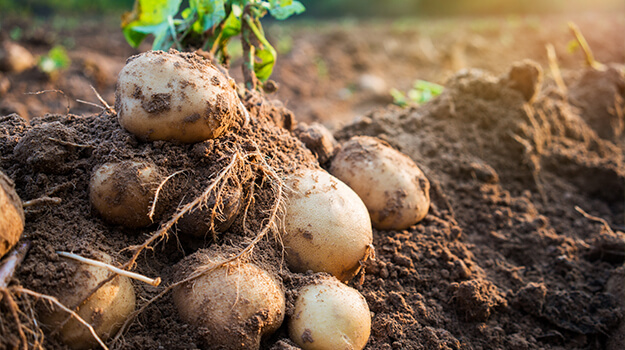 How to grow and harvest potatoes in a pot or vegetable garden? When to harvest leeks? How long to grow radishes?