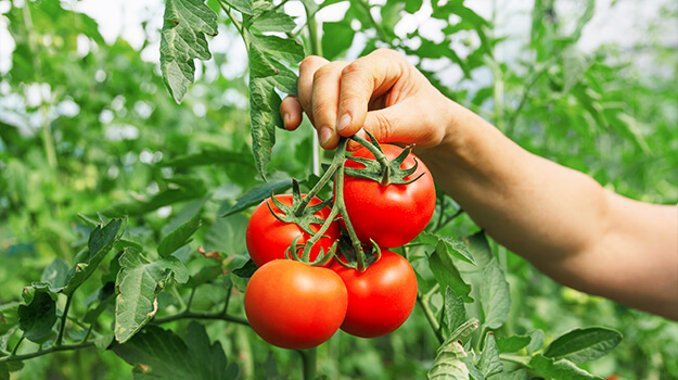 Which tomatoes to grow? When to harvest tomatoes? What to do with tomatoes that are still green? How to prevent tomato skin from cracking?