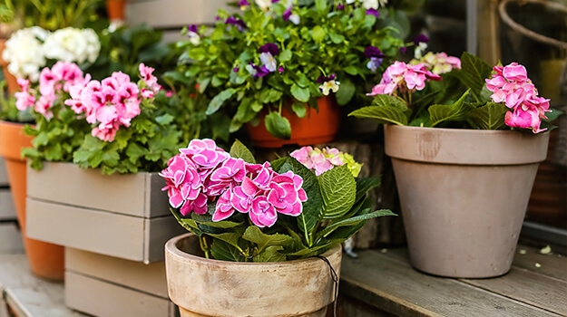 What flowers in a planter, pot arrangement of petunias, geraniums and hydrangeas, pot for summer patio.