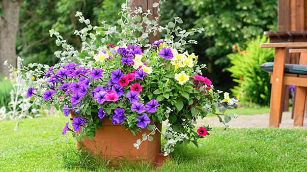 Pot arrangement for the garden, floral composition with petunias, calibrachoa and eucalyptus.