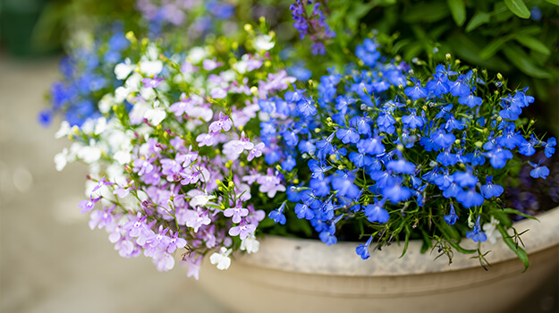 Pot pour patio composé de fleurs annuelles, camaïeux de bleu et mauve.