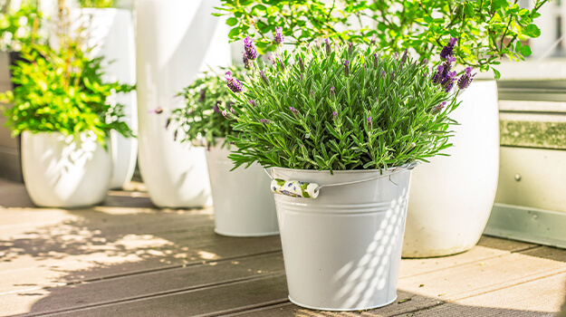 Plante qui tolère la sécheresse dans les pots pour patio.