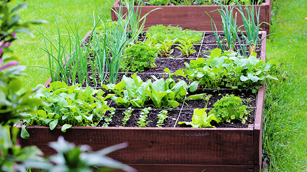 Des légumes d'été cultivés dans un potager en carrés : laitues, oignons, échalottes.