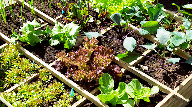 Square gardening: how to grow more vegetables in a small vegetable garden.