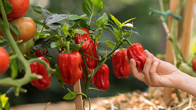 Grow peppers and tomatoes in a container harvested by a woman.