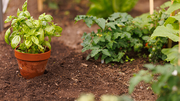 Interplanting: how to grow more vegetables in a small garden for a maximum harvest.