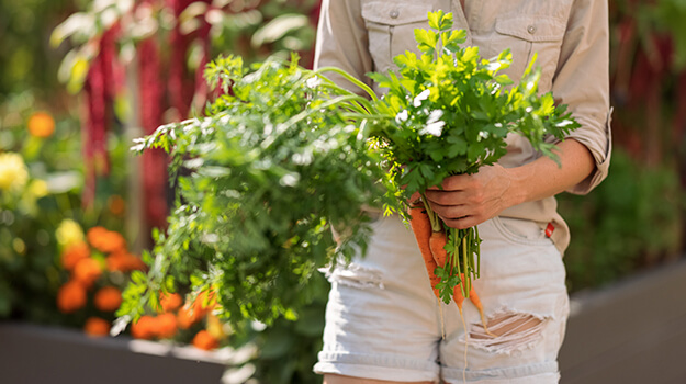 Femme récoltant des carottes dans son potager jardin.