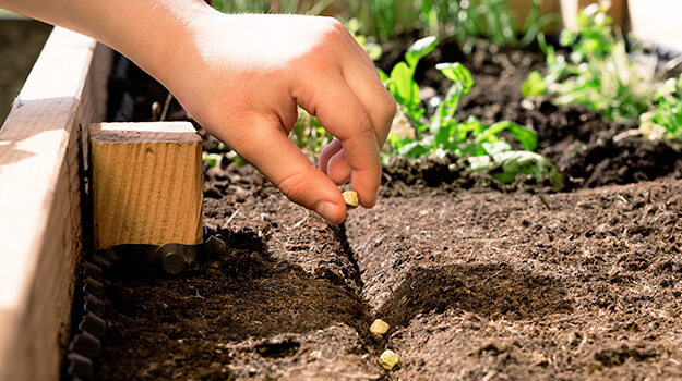 How to plant vegetables to have a better harvest.