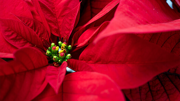 The most beautiful Christmas flowers for a Scandinavian-style home: Poinsettia, Red Kalanchoe, Giant Macho Fern, Norfolk Pine, Hypoestes Lotty Dotty White, Fittonia, Ficus Benjamina Variegata, Begonia Rex, Philodendron Mayoi, Pothos Pearl and Jade.