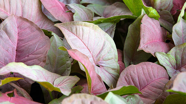 10 Plants for a glamorous Christmas