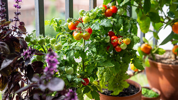 10 tomatoes to grow on your balcony