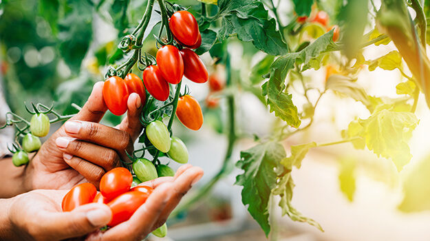 Best tomato varieties to grow in your garden