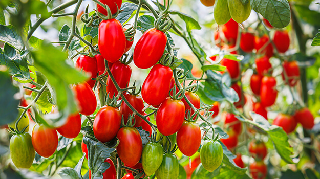 Which tomato variety has the highest yield?