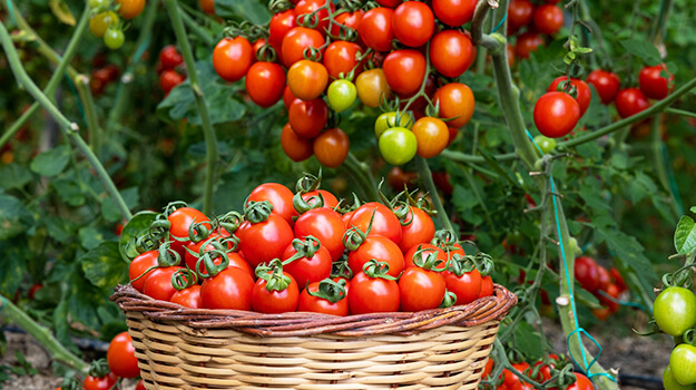 5 varieties of very productive tomatoes