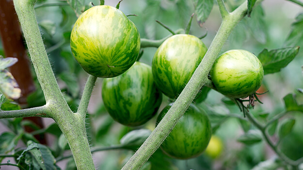 5 original tomatoes with amazing colours