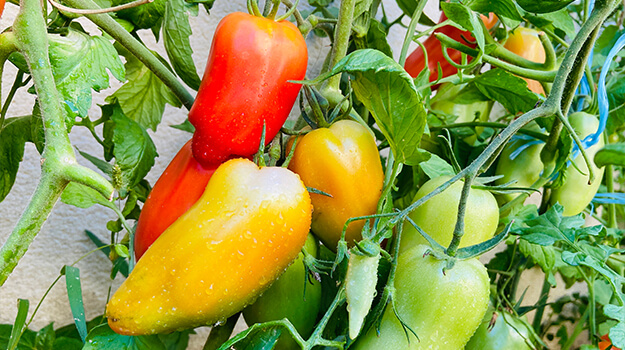 4 unusual tomato varieties to impress