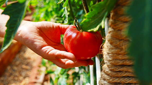 Disease-resistant tomato varieties 