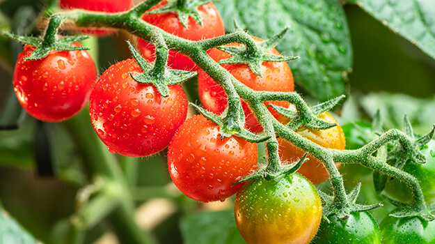 5 very early season cherry tomatoes