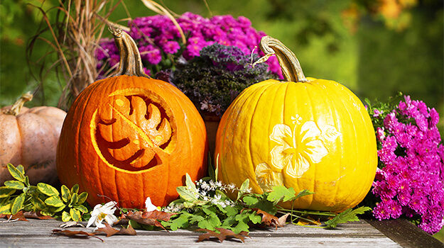 Our exclusive designs to carve the most beautiful pumpkin in your neighbourhood!